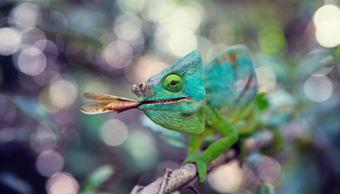 Ponoříte se do světa přírody s našimi 3D filmy. Ponoříte se do světa přírody s našimi 3D filmy.