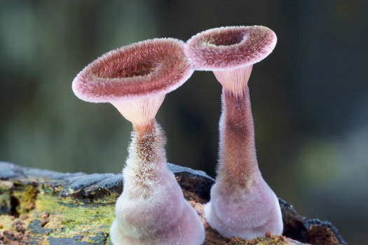 Houby: Síť života